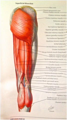 hamstrings from Netter's Picture